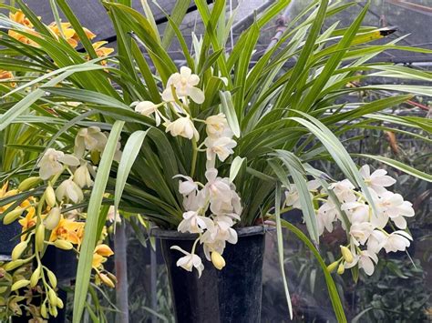 Cymbidium Sarah Jean Ice Cascade T Orchids