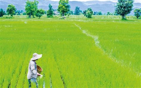 Mixed Cropping Likely To Prosper This Year Amid High Agricultural Input Costs Global New Light