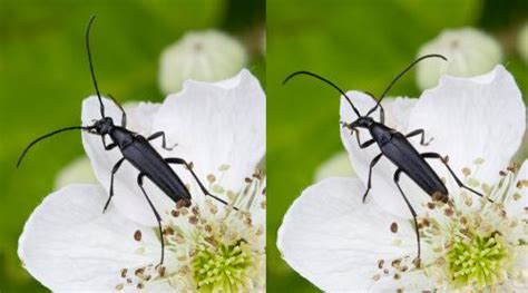 Stenurella Nigra Galerie Insecte Org