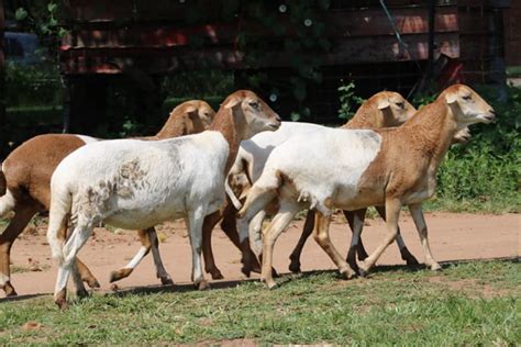 Nguni Sheep