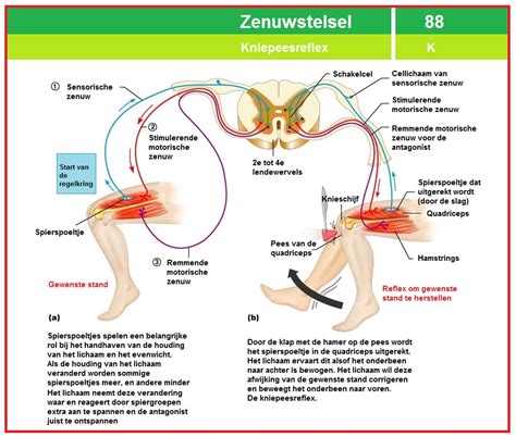 Het Zenuwstelsel Schouten Biology