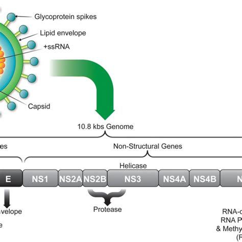 Zikv Replication Cycle Virus Enters The Cell Through Receptor Mediated