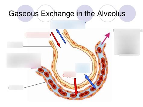 Structure of alveoli Diagram | Quizlet