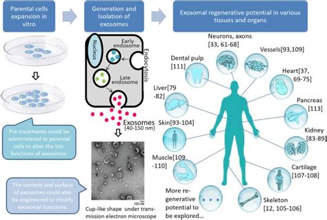 Exosomes And Regenerative Medicine State Of The Art And Perspectives