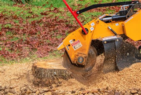 Stump Removal Vs Stump Grinding Pros And Cons Blessing Tree Service