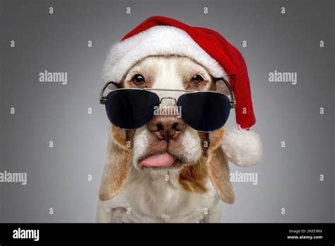 Beagle in costume Stock Photo - Alamy