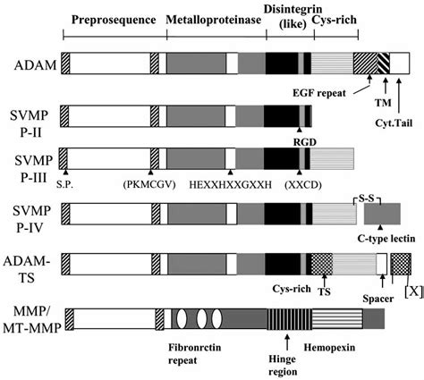 Comparison Of Domain Structures Of Adams Svmp P Ii Svmp P Iii