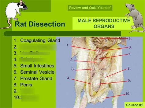 Rat Male Reproductive Diagram Quizlet