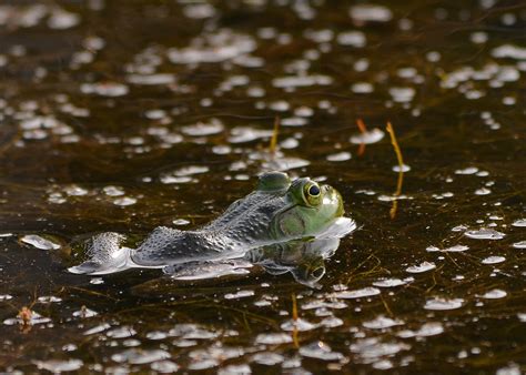 Dragonflies | Nick's Nature Pics