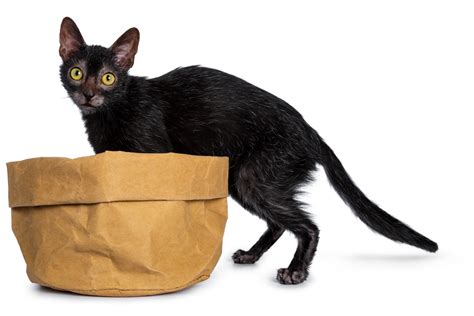 16 Things To Know about the Lykoi Cat (With Pictures) Werewolf Cat