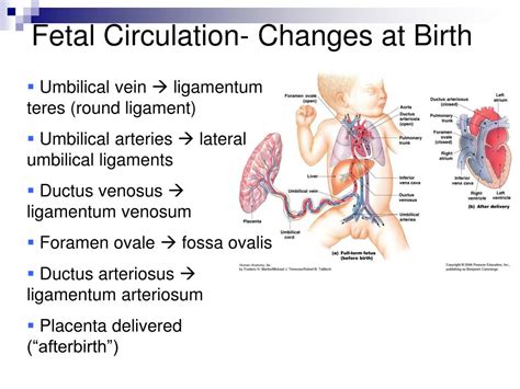 cardiovascular system blood vessels anatomy chap  powerpoint
