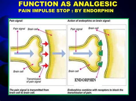 presentation on Endorphin hormone | PPT