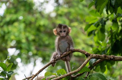 Macaco Na Floresta