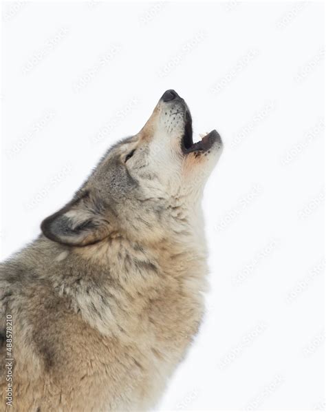 Grey Wolf Howling In Snow