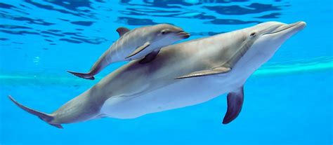 Steckbrief: Delfin - Wissen - SWR Kindernetz