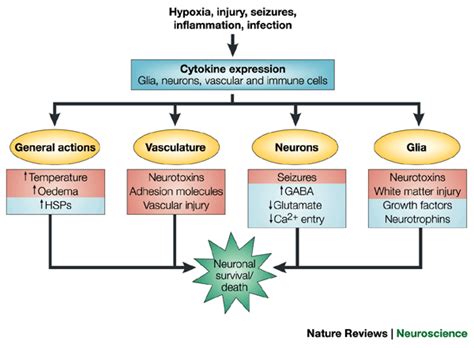 Cytokines Creative Bioarray