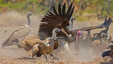 African vultures declining at a critical rate