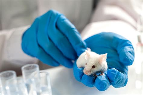 Cancer Animal Models Shared Resource Winship Cancer Institute Of