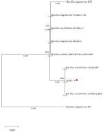 Resultados De Estudo Mostram Como O Bacillus Aryabhattai Uma