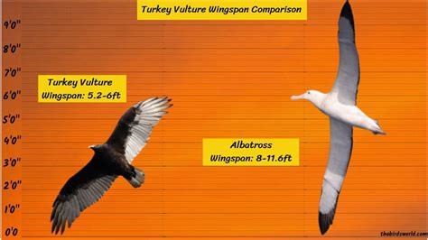 Turkey Vulture Wingspan: How Does It Compare With Others?