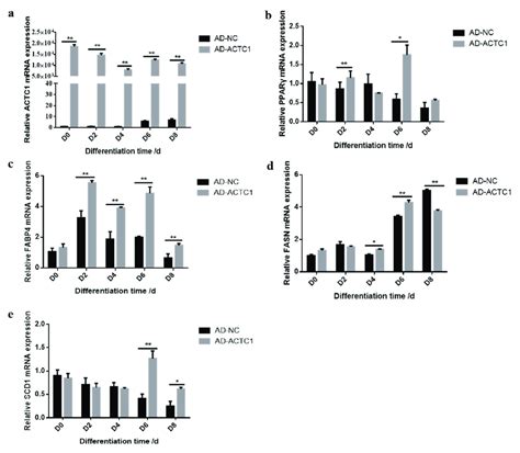 Detection Of Adipogenic Marker Gene Expression At MRNA Level After