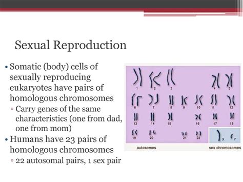 Sexual Reproduction Chapter Ppt Download