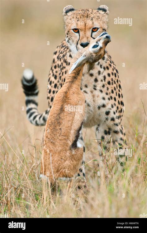 Cheetah Acinonyx Jubatus Female With Thomsons Gazelle Eudorcas