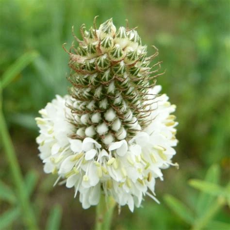 White Prairie Clover Dalea Candida Plants RP DALCAN