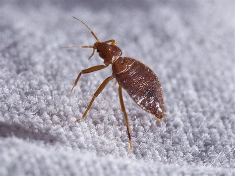 Tips To Avoid Bed Bugs This Holiday Season Travel Tips To Avoid Bed Bugs