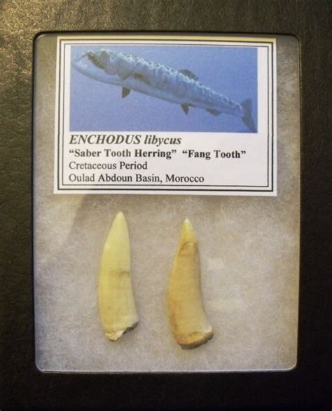 Two Enchodus Teeth - Paleo Joe