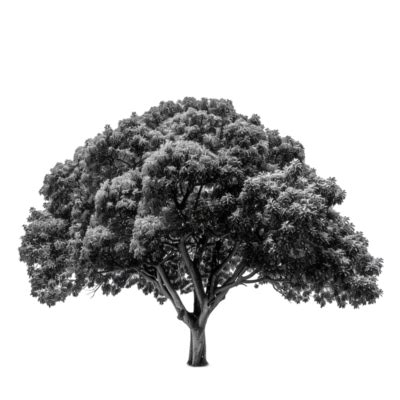 Black Tree PNGs for Free Download