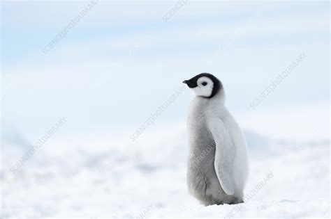 Emperor penguin chick - Stock Image - C045/8904 - Science Photo Library