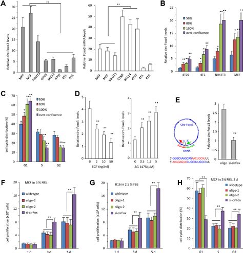 Figure From Foxo Circular Rna Retards Cell Cycle Progression Via