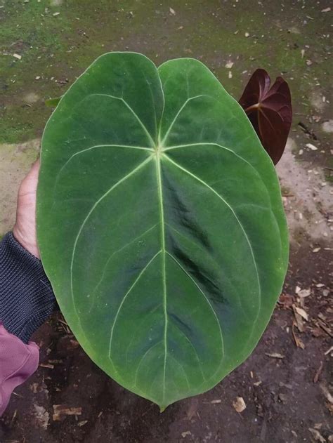 Anthurium Dressleri Croat World Flora Pl Ntnet Identify