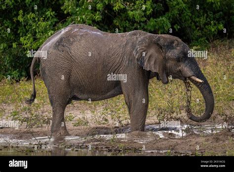 African Elephant Squirts Muddy Water Over Itself Stock Photo Alamy