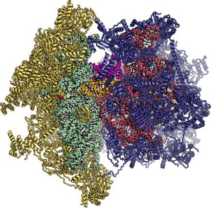 Ribosome Mapped At High Resolution Eth Zurich