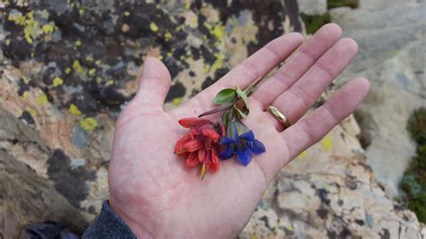 state flower of utah 11