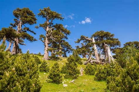 Pino Loricato Fossile Vivente Del Parco Nazionale Del Pollino Visit