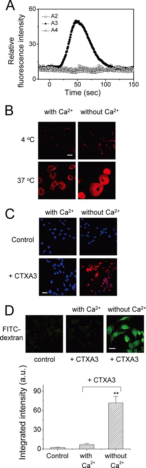 Extracellular Ca Mediated Membrane Repair Mechanism To Hinder Ctx