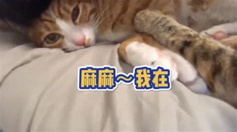 养橘猫和狸花猫的区别：一个娇羞可爱，一个是惹不起的大爷！