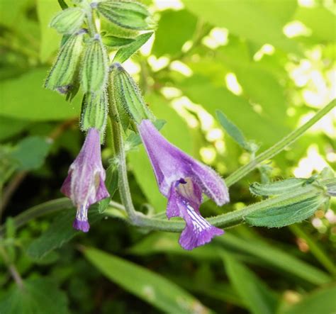 Salvia Judaica Victorian Salvia Study Group