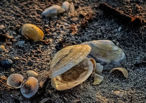 Морские моллюски (57 фото) - 57 фото