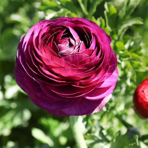 Ranunculus Bulbs For Sale Easy To Grow Bulbs