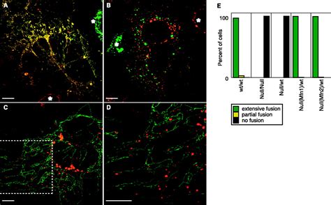 Structural Basis Of Mitochondrial Tethering By Mitofusin Complexes