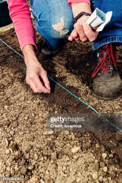 Sowing Vegetable Seeds Photos And Premium High Res Pictures Getty Images