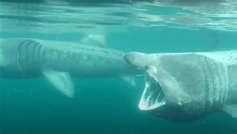 Basking Sharks In Cornwall Top Hotspots Cornish Vybes