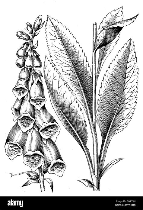 Foxglove Coloring Pages