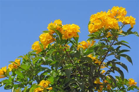 Allamanda Schottii Bush Allamanda