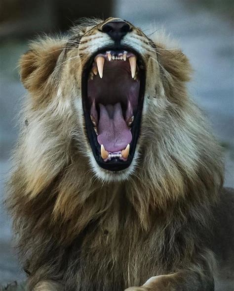 Scary or fascinating?🐾 The mighty male lion roar on several occasions ...