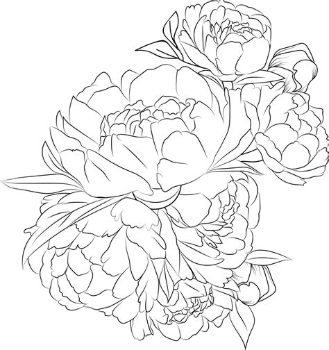 Doodle Flower Peony Flower Bouquet Of Line Art Lovely Design Easy